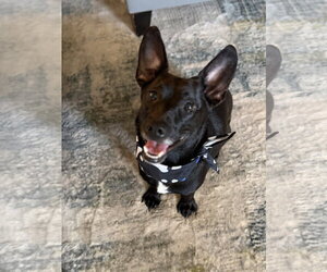 Mutt Dogs for adoption in Woodbury, NY, USA