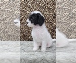 Small Photo #9 Miniature Labradoodle Puppy For Sale in BLAKESBURG, IA, USA