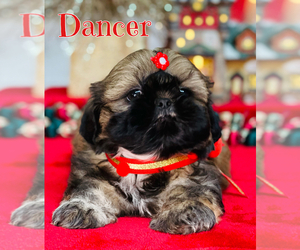 Shih Tzu Puppy for sale in SUGAR HILL, GA, USA