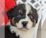 Puppy 5 Australian Shepherd