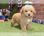Puppy Yorkiepoo Maltipoo