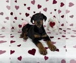 Small Doberman Pinscher
