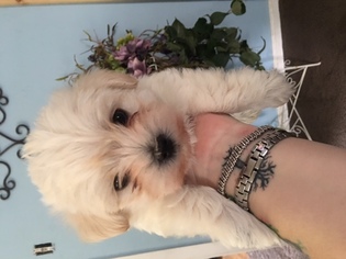 Morkie Puppy for sale in PEN ARGYL, PA, USA