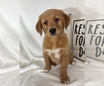 Ginger - Female Golden Retriever Puppy for Sale - Photo #2
