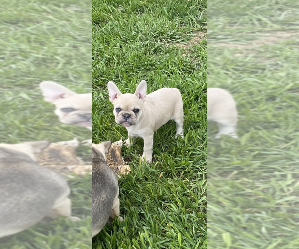 Medium Photo #2 French Bulldog Puppy For Sale in SIOUX FALLS, SD, USA