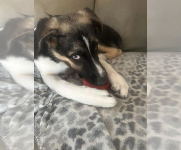 Medium Photo #1 Mutt Puppy For Sale in New York, NY, USA