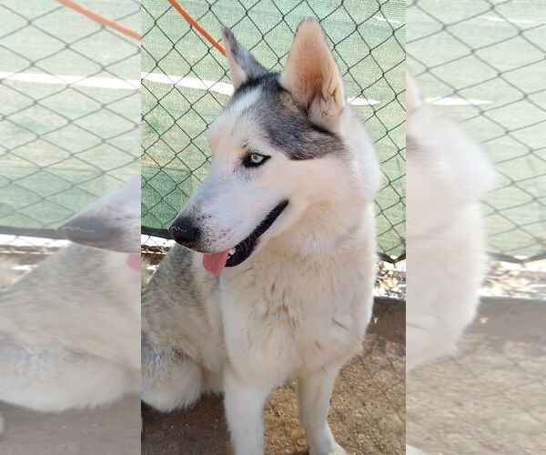 Medium Photo #12 Siberian Husky Puppy For Sale in Apple Valley, CA, USA