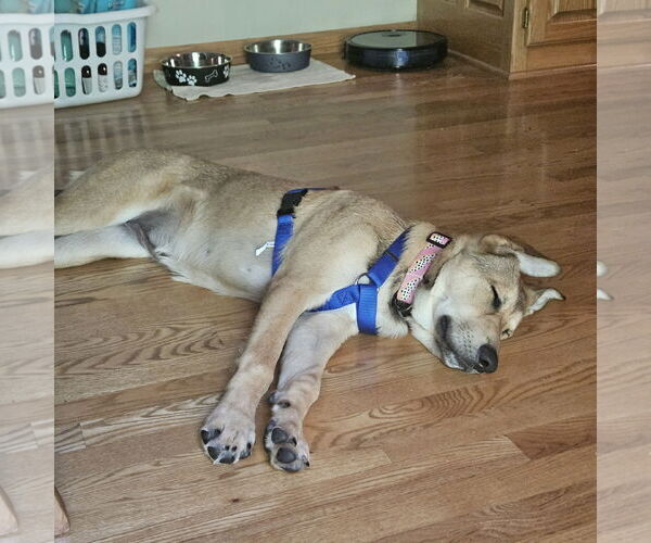 Medium Photo #10 Shepradors Puppy For Sale in Princeton, MN, USA