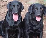 Small Photo #1 Labrador Retriever Puppy For Sale in SHELTON, WA, USA