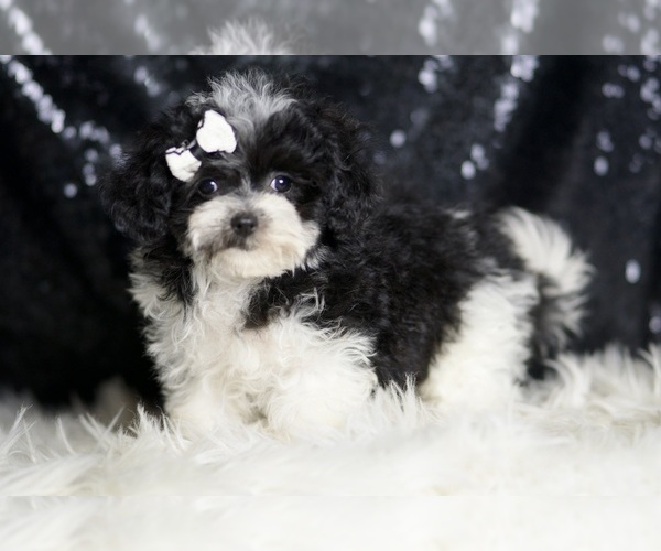 Medium Photo #39 Maltipoo Puppy For Sale in WARSAW, IN, USA