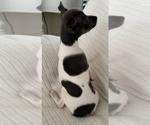 Small #3 Rat Terrier