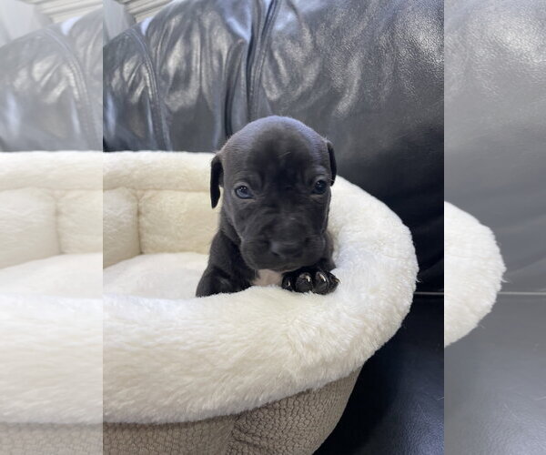 Medium Photo #14 Mutt Puppy For Sale in Derwood, MD, USA
