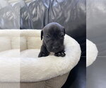Small #13 Mutt