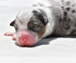 Small #6 Miniature Australian Shepherd