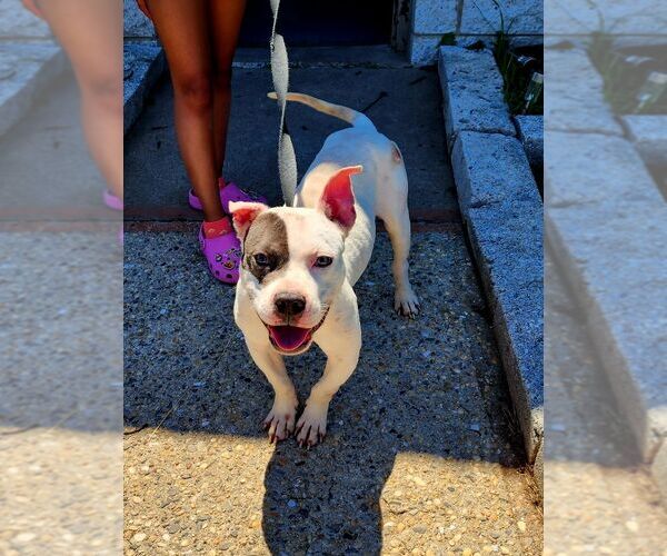Medium Photo #3 American Staffordshire Terrier-Unknown Mix Puppy For Sale in Perth Amboy, NJ, USA