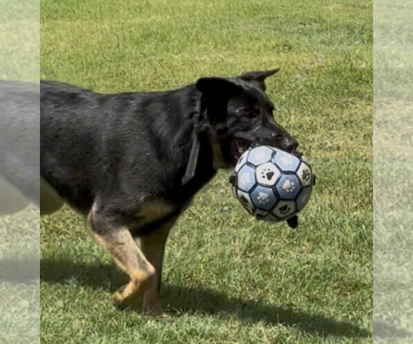 Medium Photo #2 German Shepherd Dog-Unknown Mix Puppy For Sale in Euless, TX, USA