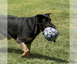 Small #1 German Shepherd Dog Mix