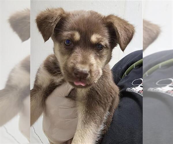 Medium Photo #1 Siberian Husky-Unknown Mix Puppy For Sale in Bakersfield, CA, USA