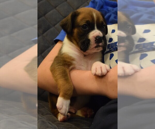 Medium Photo #1 Boxer Puppy For Sale in HUMBOLDT, NE, USA