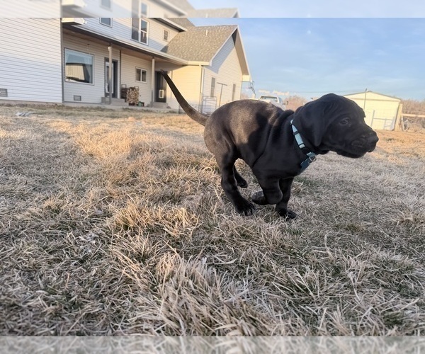 Medium Photo #7 Great Dane Puppy For Sale in OLATHE, CO, USA