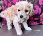 Small #7 Maltipoo-Poodle (Toy) Mix