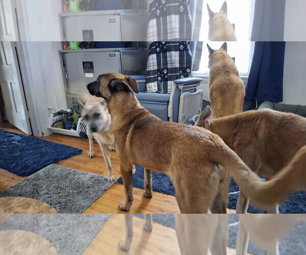 Medium Photo #8 German Shepherd Dog-Unknown Mix Puppy For Sale in Sebec, ME, USA