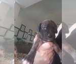 Puppy 1 Bullypit-Vizsla Mix