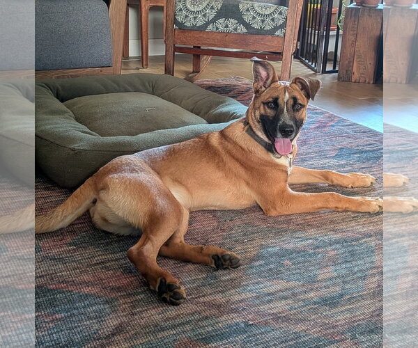 Medium Photo #4 Mutt Puppy For Sale in Fenton, MO, USA