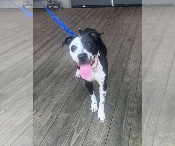 Medium Photo #3 Mutt Puppy For Sale in Minneapolis, MN, USA