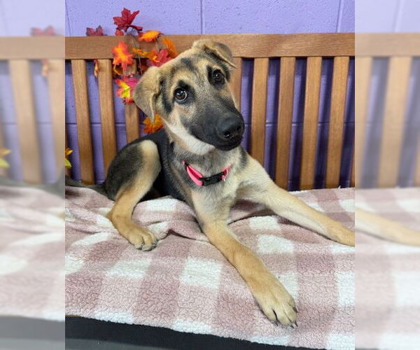 Medium Photo #2 Mutt Puppy For Sale in Genesee, WI, USA