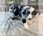 Small #2 Australian Shepherd