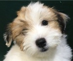Small Photo #18 Havanese Puppy For Sale in FENTON, MO, USA