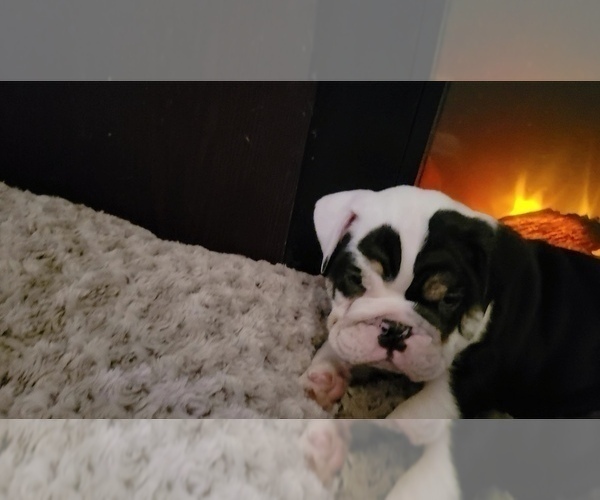 Medium Photo #25 English Bulldog Puppy For Sale in COLUMBUS, OH, USA