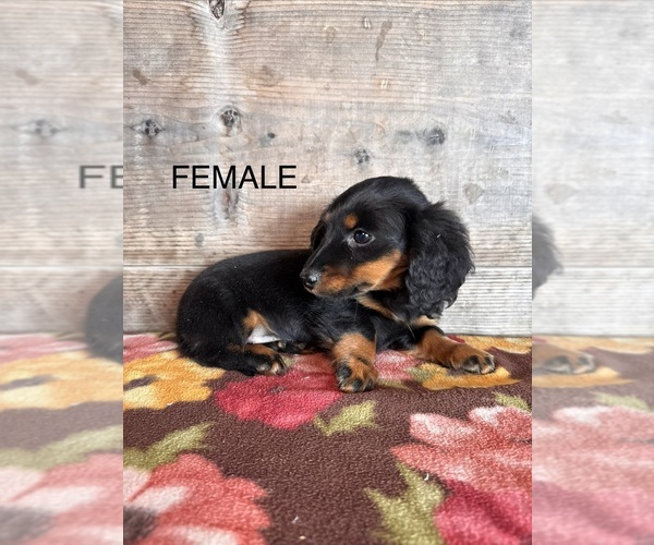 Medium Photo #17 Dachshund Puppy For Sale in VERMONTVILLE, MI, USA