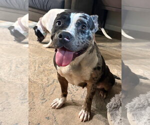 Bulldog-Unknown Mix Dogs for adoption in Germantown, OH, USA