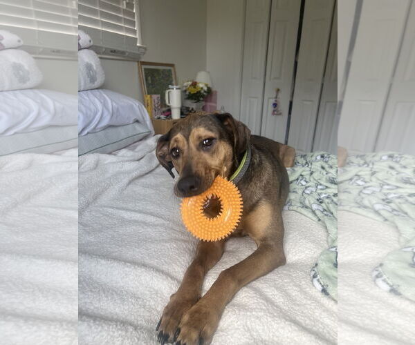 Medium Photo #2 Catahoula Leopard Dog Puppy For Sale in COLUMBIA, MD, USA