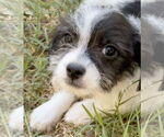 Small #3 Mutt
