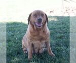 Small Photo #1 Labrador Retriever Puppy For Sale in GREEN PARK, PA, USA