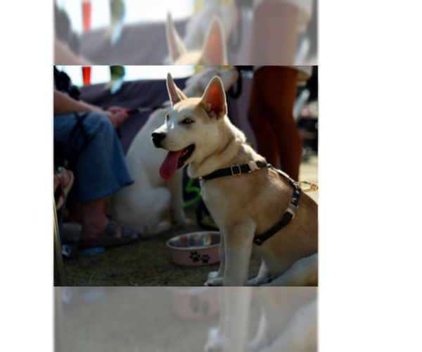 Medium Photo #1 Siberian Husky-Unknown Mix Puppy For Sale in Raleigh, NC, USA