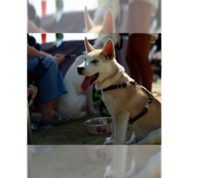 Siberian Husky-Unknown Mix Dogs for adoption in Raleigh, NC, USA