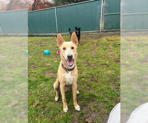 Shamrock - Male Labrador Retriever-Unknown Mix Dog for Adoption - Photo #2