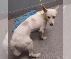 Siberian Husky-Unknown Mix Dogs for adoption in Las Vegas, NV, USA