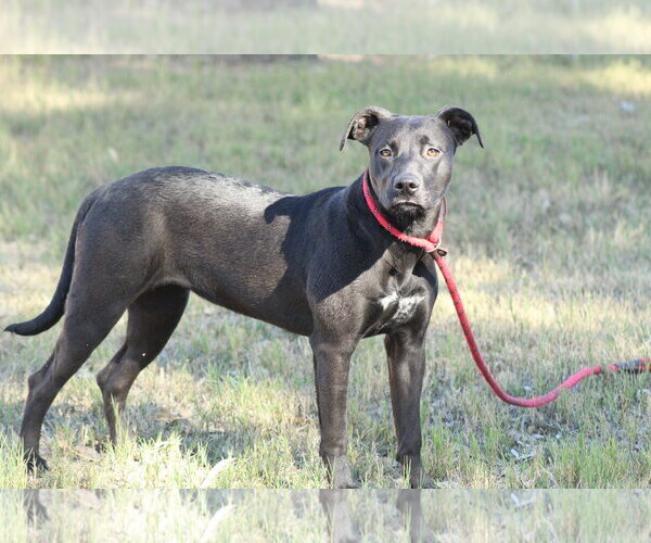 Medium Photo #1 Mutt Puppy For Sale in El Centro, CA, USA