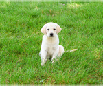 Small #12 Labrador Retriever