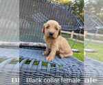 Small Photo #18 Golden Retriever Puppy For Sale in RAEFORD, NC, USA