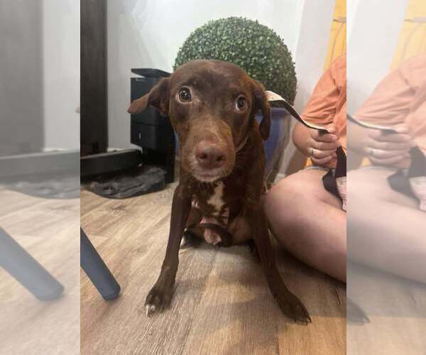 Medium Photo #4 Boykin Spaniel-Whippet Mix Puppy For Sale in New York, NY, USA