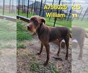 Irish Terrier-Unknown Mix Dogs for adoption in San Antonio, TX, USA