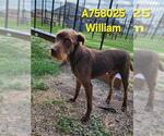 Small Irish Terrier Mix