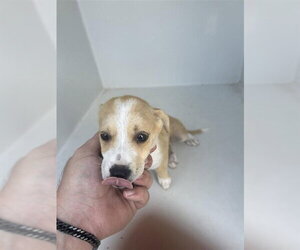 Labrador Retriever-Unknown Mix Dogs for adoption in Houston, TX, USA