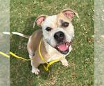Small American Pit Bull Terrier Mix